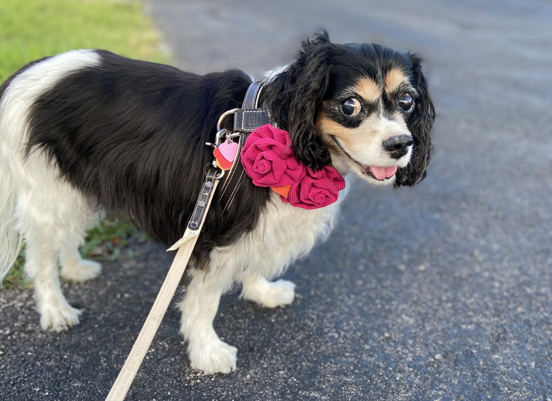 Cavalier King Charles Spaniel