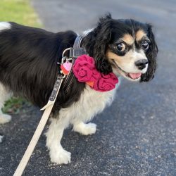 Cavalier King Charles Spaniel